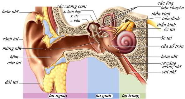 Cấu trúc giải phẫu tai người