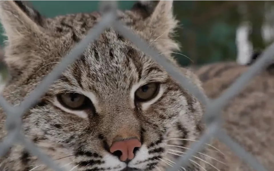 bobcat